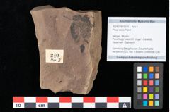 Foto (Objekt + Etikett) von Pinus laricio Poiret (NHMW-GEO-2024-0188-0240)